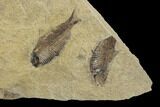 Fossil Fish (Gosiutichthys) Mortality Plate - Lake Gosiute #89989-3